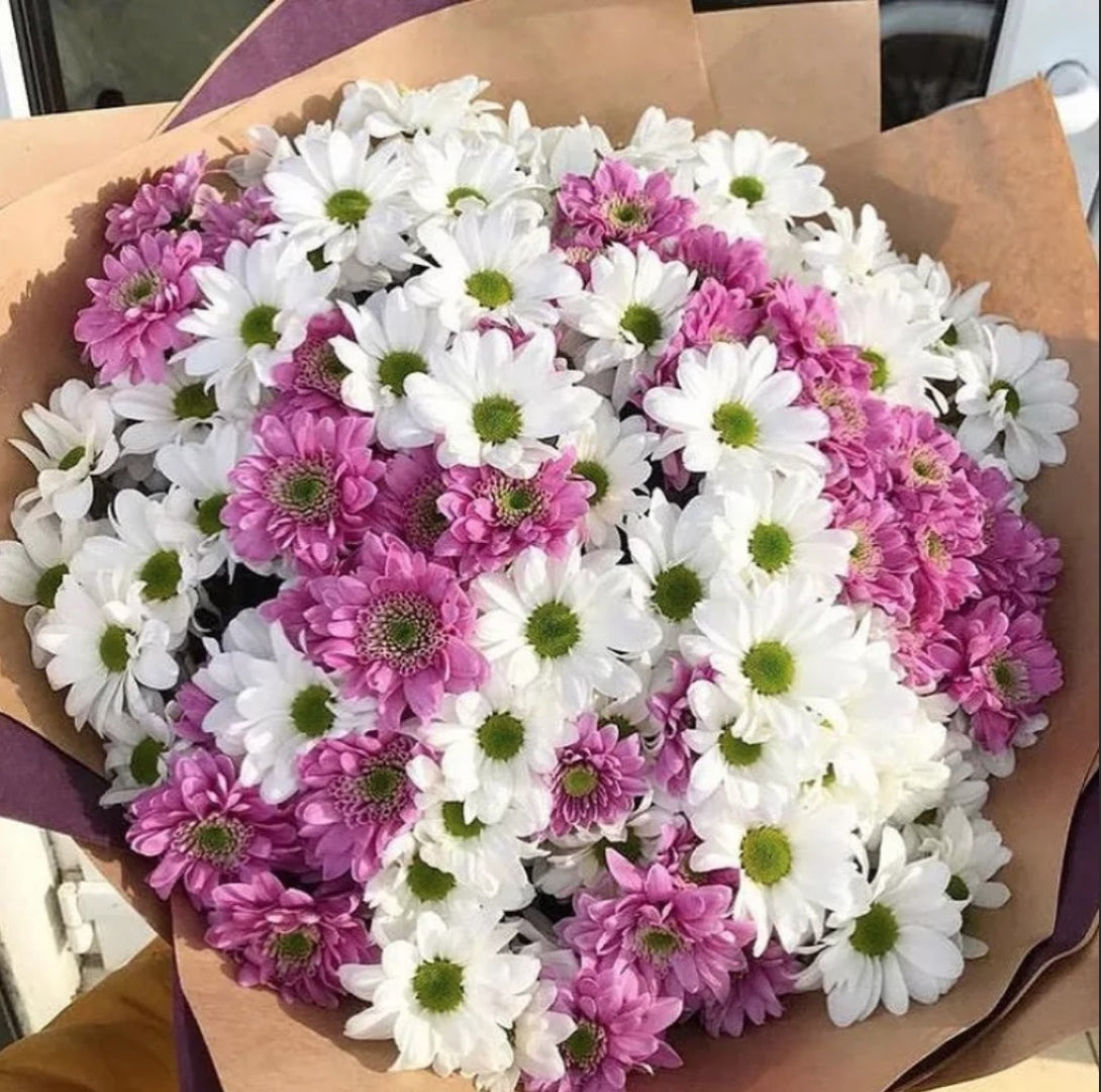 Chrysanthemum Majesty: Bouquets of Radiant Splendor
