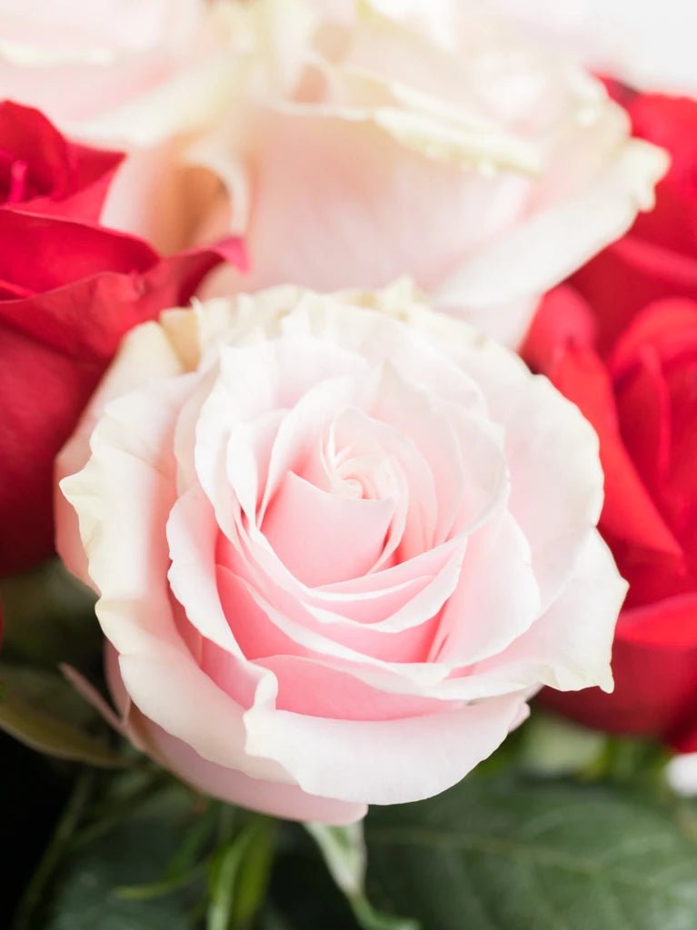 Red Romance with Pink Roses - GOOL: FLOWER SHOP